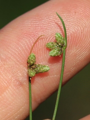 Isolepis setacea