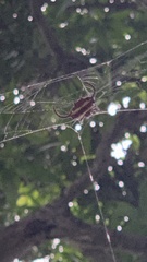 Gasteracantha falcicornis