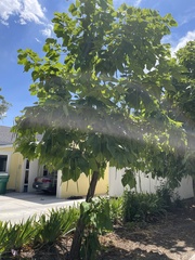 Catalpa bignonioides