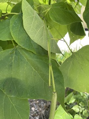 Catalpa bignonioides
