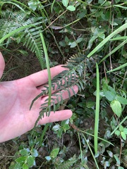 Blechnum zeelandicum