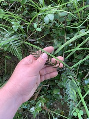 Blechnum zeelandicum