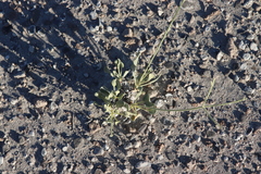 Eriogonum natum