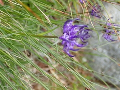 Phyteuma hemisphaericum