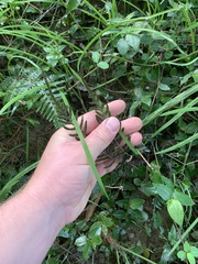 Blechnum zeelandicum
