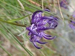 Phyteuma hemisphaericum