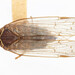 Oliarus - Photo Oikeuksia ei pidätetä, lähettänyt University of Delaware Insect Research Collection