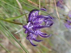 Phyteuma hemisphaericum