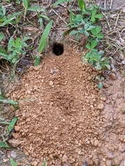 Sphex ichneumoneus