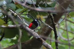 Ilicura militaris