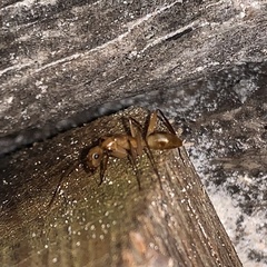 Camponotus maculatus