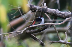 Ilicura militaris