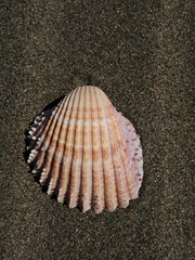 Acanthocardia aculeata