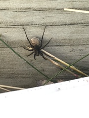 Acantholycosa lignaria