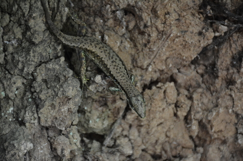 Steiner's lizard, Darevskia steineri