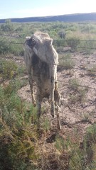 Odocoileus hemionus eremicus