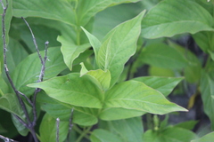 Mandevilla foliosa