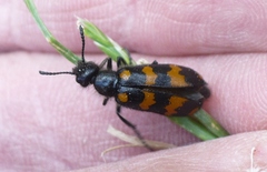 Hycleus polymorphus