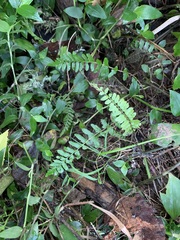Blechnum molle