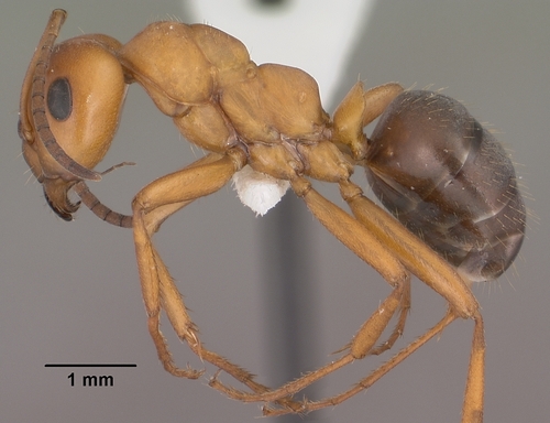 Wickerwork Mound Ant