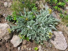 Jacobaea carniolica