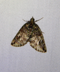 Hydriomena furinae