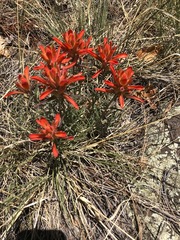 Castilleja integra