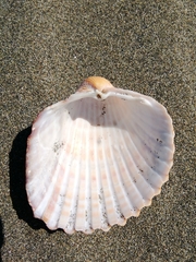 Acanthocardia aculeata