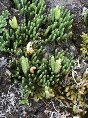 Diphasiastrum alpinum