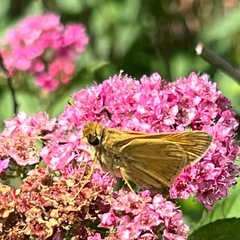 Atalopedes campestris