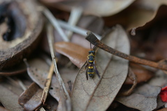 Leucospis