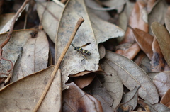 Leucospis
