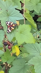 Callimorpha dominula