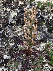 Pedicularis lanata