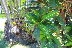 Codiaeum variegatum pictum