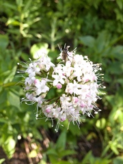 Valeriana sitchensis