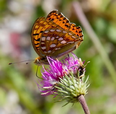 Argynnis adippe