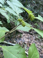 Callicarpa americana