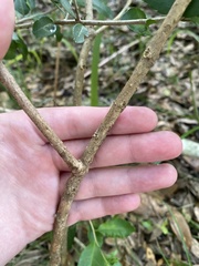 Callicarpa americana