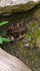 Rana temporaria