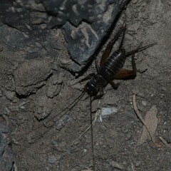 Gryllus leei