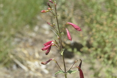 Penstemon cardinalis
