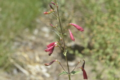 Penstemon cardinalis