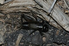 Gryllus leei