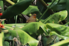 Phacellodomus erythrophthalmus