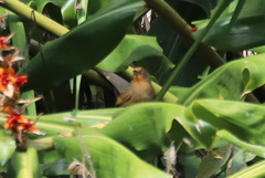 Phacellodomus erythrophthalmus