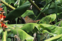 Phacellodomus erythrophthalmus