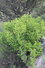 Mandevilla foliosa