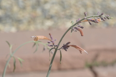 Agastache rupestris