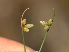 Isolepis setacea